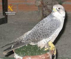 Denuncian a un furtivo por cazar con un halcón peregrino en Grañén